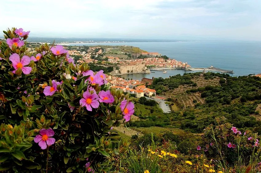 Collioure