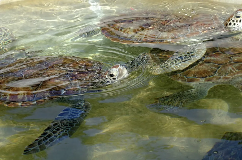 Georgetown Cayman Turtle Farm (élevage de tortues)
