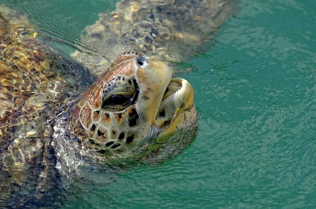 Georgetown Cayman Turtle Farm (élevage de tortues)