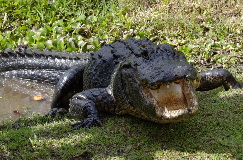 Alligator