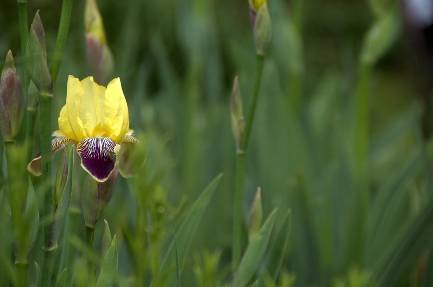 Iris des marécages