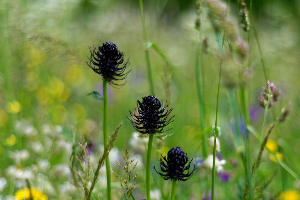 Haute Maurienne Vanoise