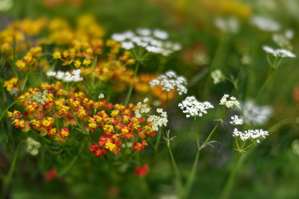 Haute Maurienne Vanoise