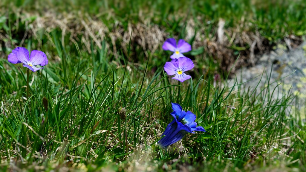 Haute Maurienne Vanoise