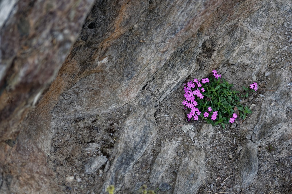 Haute Maurienne Vanoise