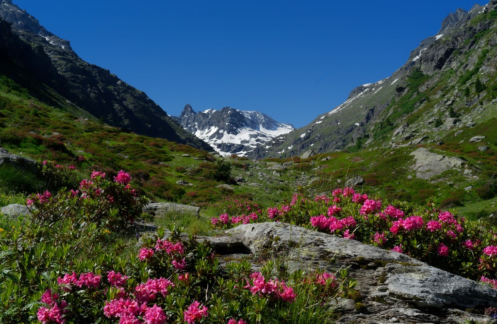 Haute Maurienne Vanoise