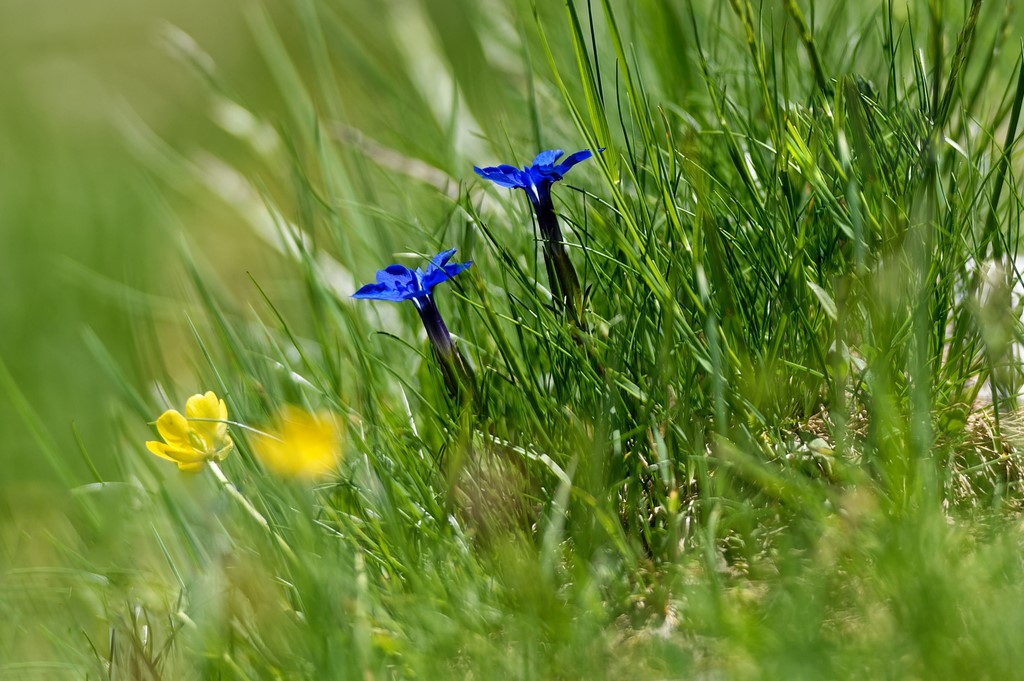 Haute Maurienne Vanoise
