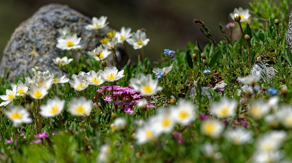 Haute Maurienne Vanoise