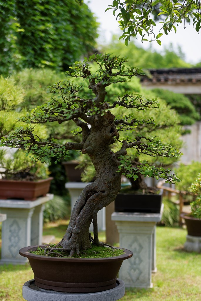 Chine, Parcs et jardins