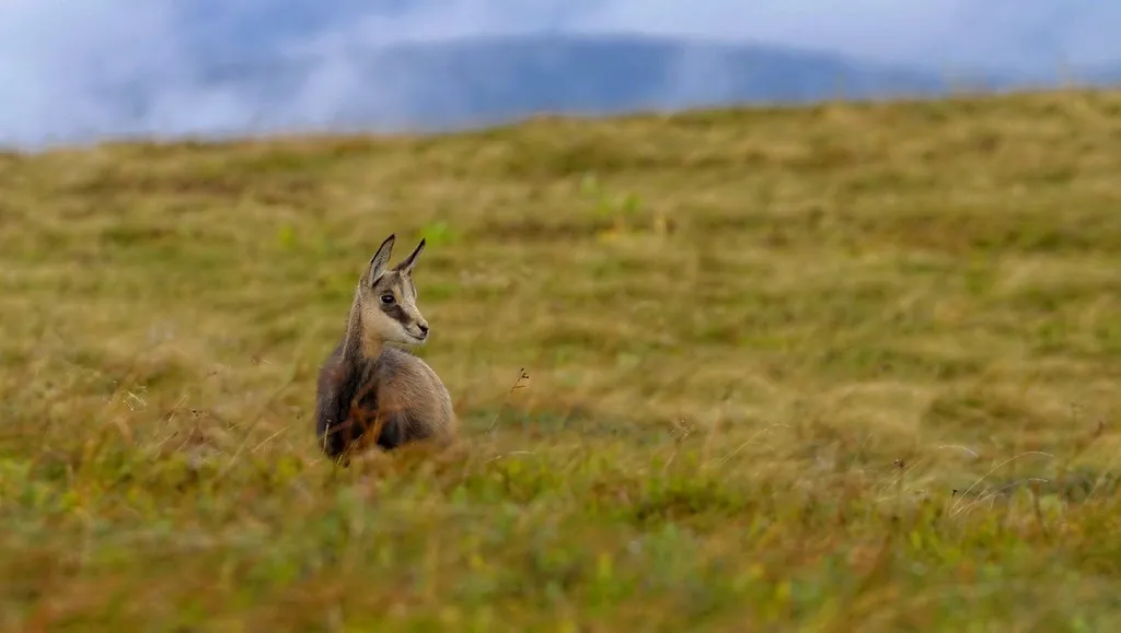 Vosges chamois