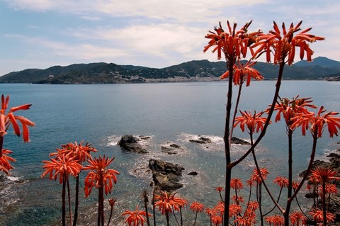 Collioure