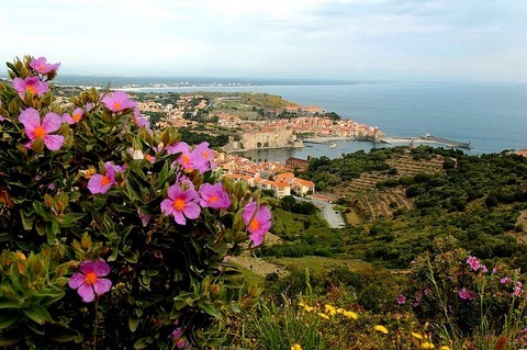 Collioure