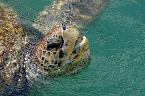 Georgetown Cayman Turtle Farm (élevage de tortues)