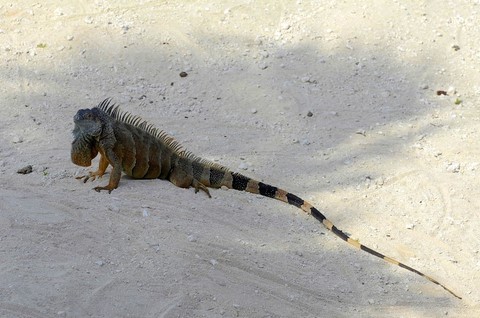 Iguane mâle