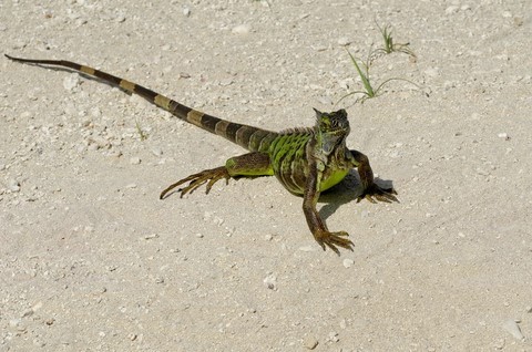 Iguane femelle