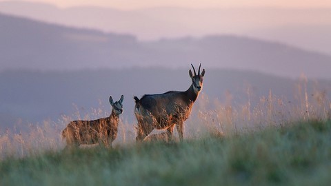 Chamois