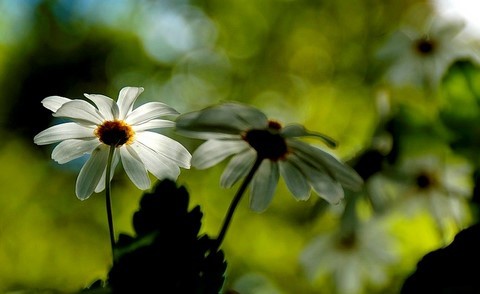 Marguerite 