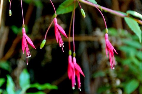 Fuschias