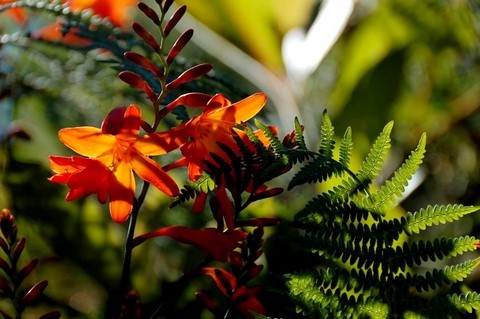 Montbretias ou crocosmias