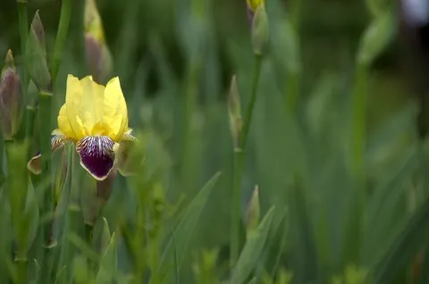 Iris des marécages