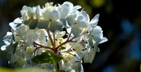 hortensia