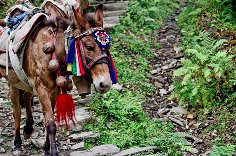 Balcon des Annapurnas