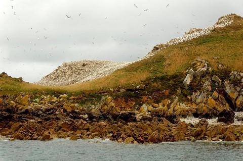 Réserve naturelle des Sept-Îles