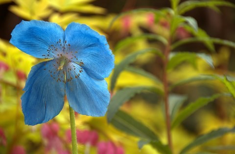 Pavot bleu del'hymalaya