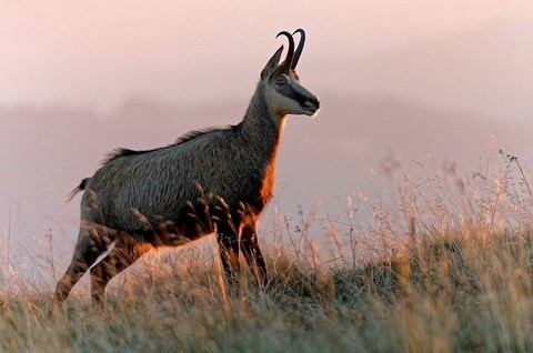 Chamois