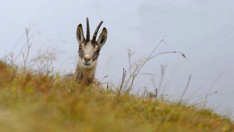 Chamois