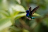 Colibri